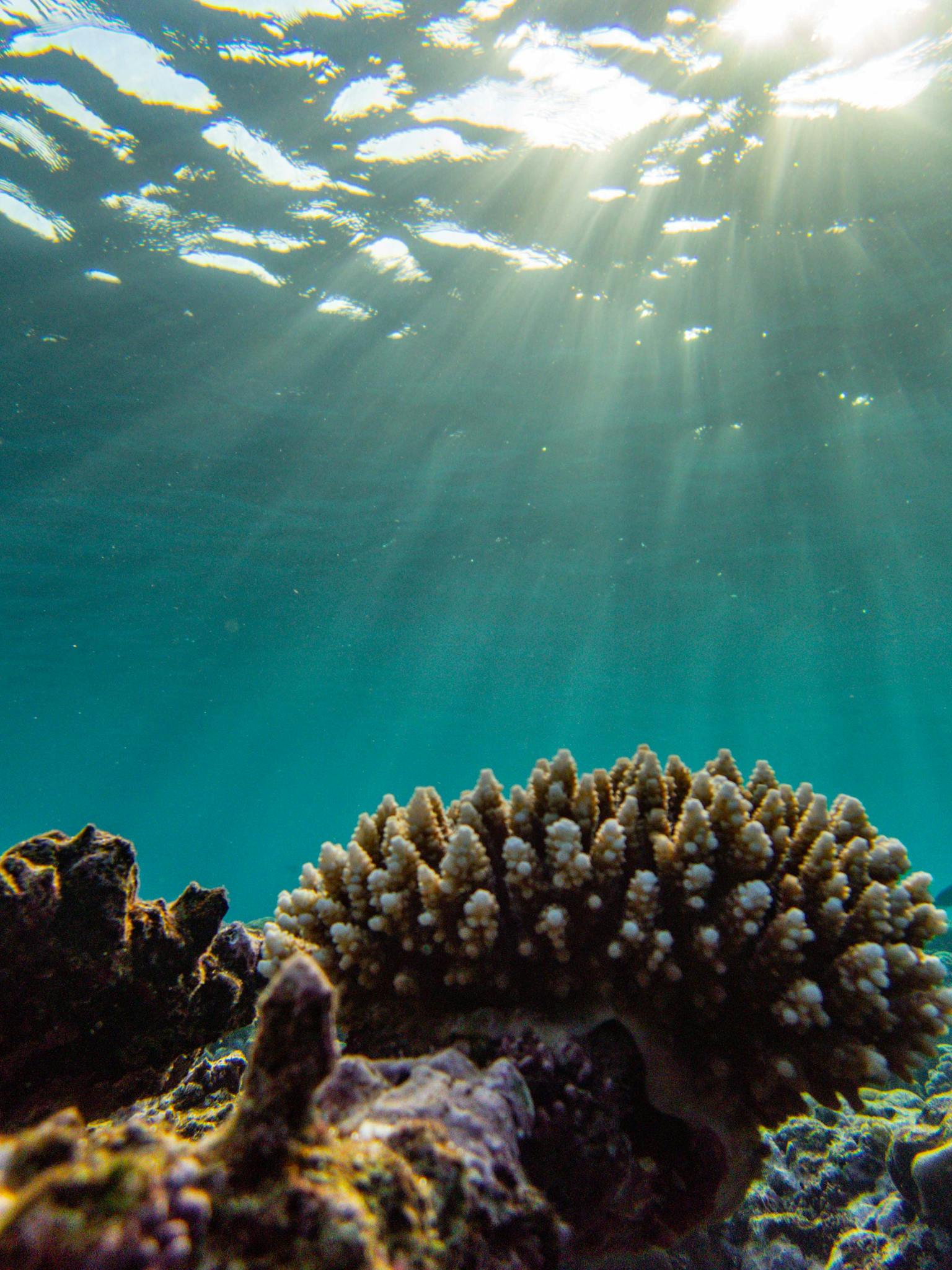Captivating underwater coral reef bathed in sunlight, with sunbeams piercing the turquoise ocean.