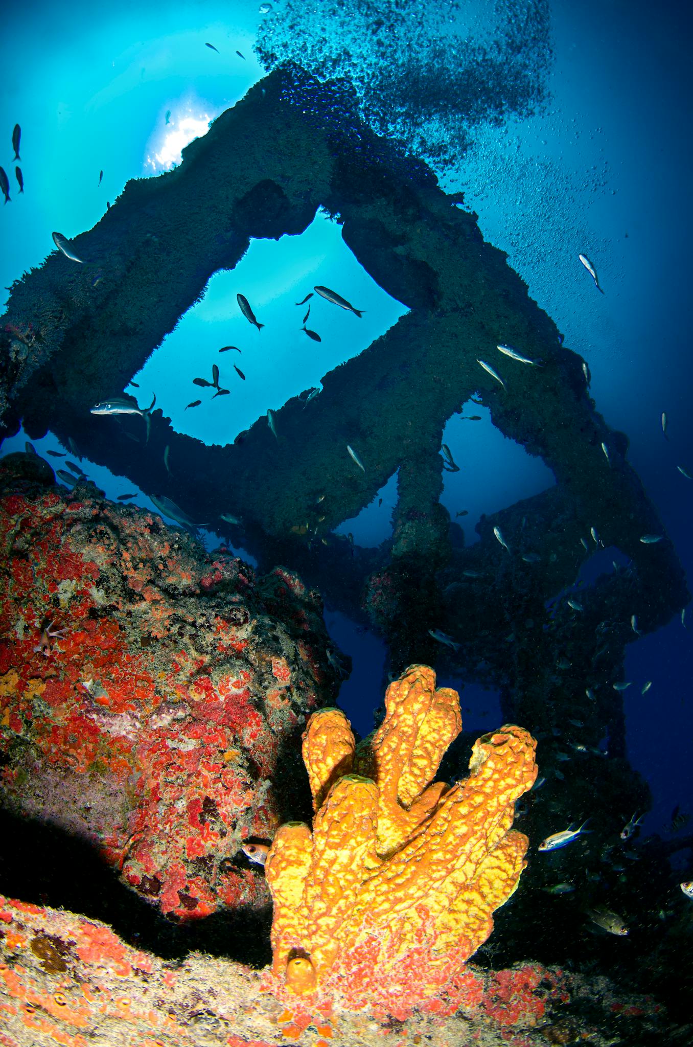 Close-up of a vibrant coral reef teeming with marine life underwater.