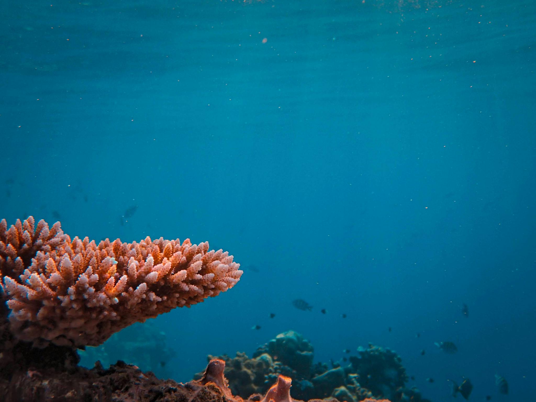 Explore the vibrant coral formations beneath the blue waters of the ocean.