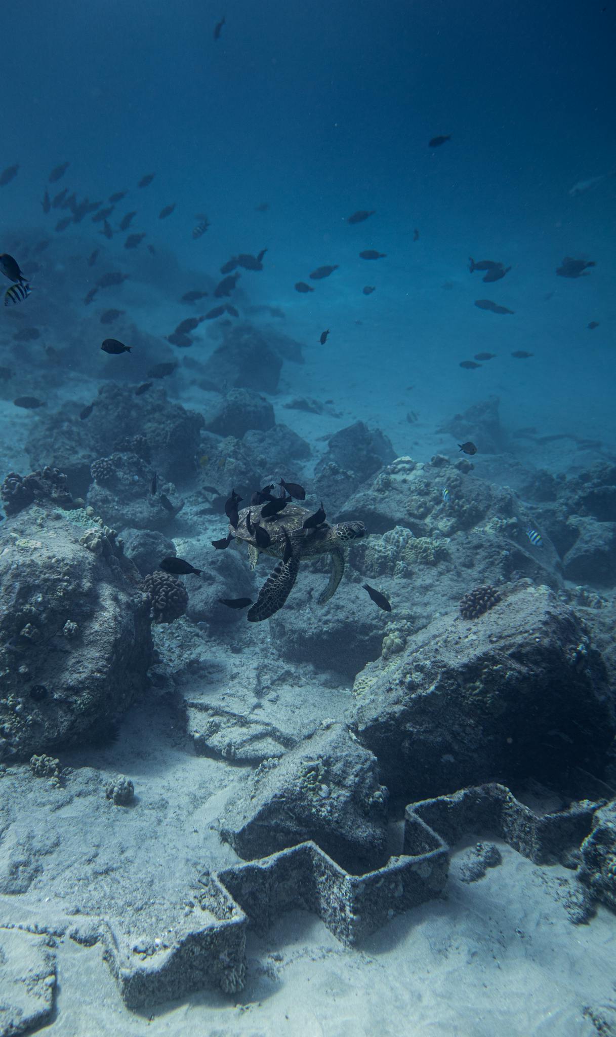 Fish swimming underwater of sea ocean near bottom with various rough stones and reefs in daytime