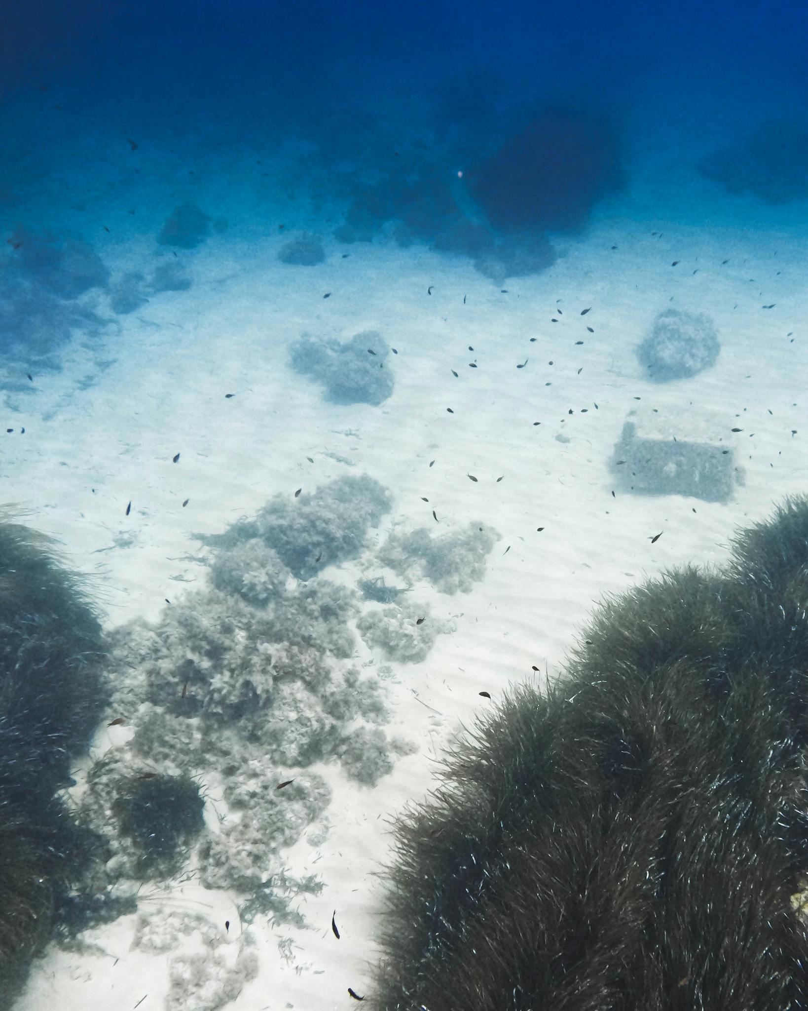 Serene underwater scene featuring marine life and coral formations in a clear ocean setting.