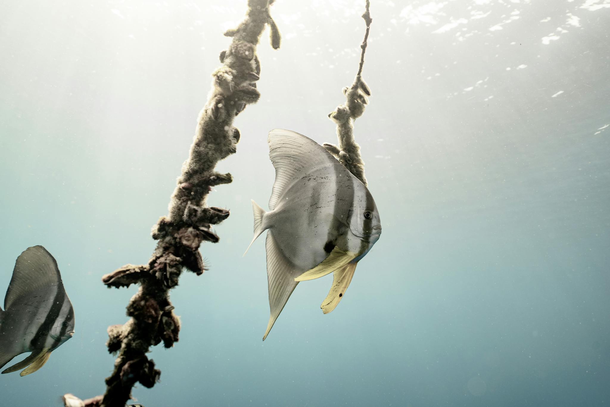 Teira batfish swimming gracefully in the crystal-clear waters near Bali, Indonesia.