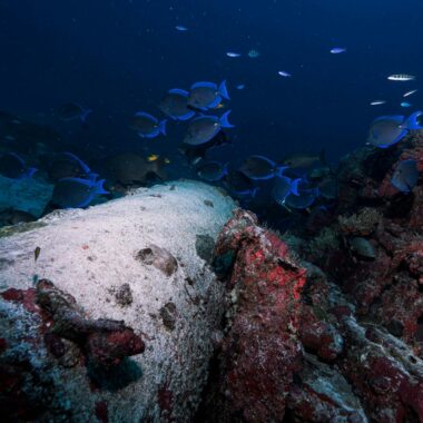 Explore the colorful fish and coral reef underwater in San Miguel de Cozumel, Mexico.