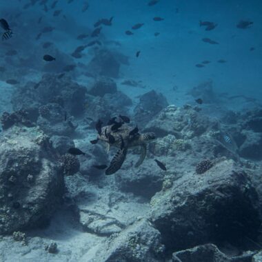 Fish swimming underwater of sea ocean near bottom with various rough stones and reefs in daytime